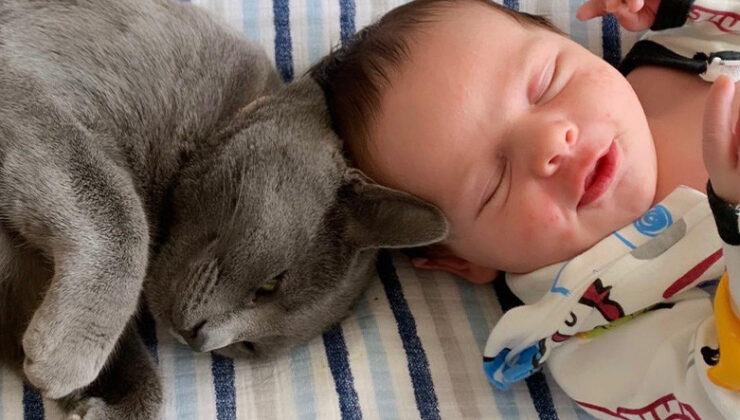 Kedilerin, Sözleri Bebeklerden Daha Süratli Öğrendiği Tespit Edildi