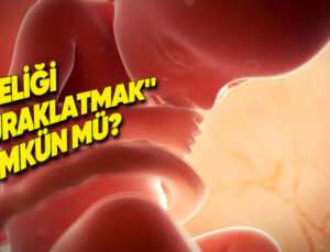 Kimi Memelilerin Gebeliklerini “Duraklatmasını” Sağlayan Özelliğin İnsan Embriyolarında da Çalıştığı Keşfedildi