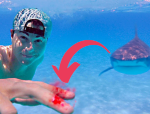 Köpek Balıkları, Nasıl Oluyor da Su Altında Kan Kokusunu Kilometrelerce Öteden Alabiliyor? Hayran Bırakacak Burun Anatomisi