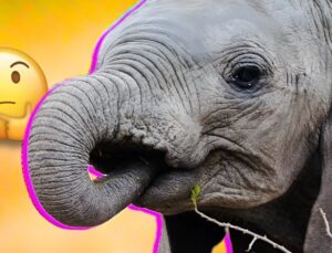 Fillerin Kendi Hortumlarını Emmesinin, İnsanların Parmak Emmesiyle Epey Misal Sebebi