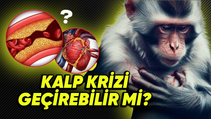 Hayvanlar da Tıpkı Beşerler Üzere Kalp Krizi Geçirebilir mi? Yoksa Bu Rahatsızlık Sırf İnsanlara mı Mahsus?