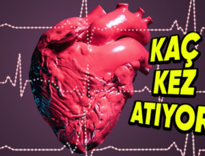 Kalbinizin 1 Günde ve 1 Yılda Toplam Kaç Kere Attığını Öğrenince Bu Organın Çalışma Biçimine Hayran Kalacaksınız!