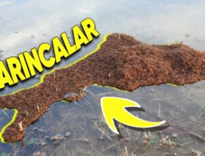 Karıncalar Neden Boğulamaz? İki Hafta Boyunca Suda Yaşayabilen Cinsleri Var!