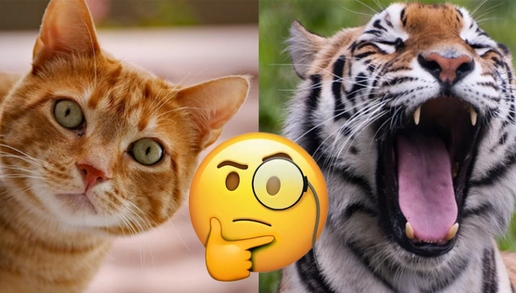 Kediler, Aslanlar ve Kaplanlarla Tıpkı Aileden Gelmesine Karşın Neden İsteseler de Onlar Üzere Kükreyemiyorlar?