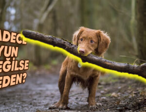 Köpekler Çubukları Neden Bu Kadar Çok Seviyor da Gördüğü Yerde Asla Affetmiyor? Sebebi Yalnızca Cümbüş Değil!