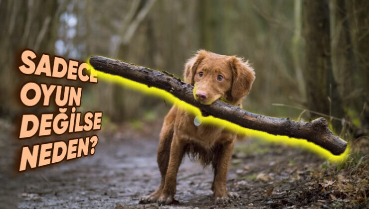 Köpekler Çubukları Neden Bu Kadar Çok Seviyor da Gördüğü Yerde Asla Affetmiyor? Sebebi Yalnızca Cümbüş Değil!