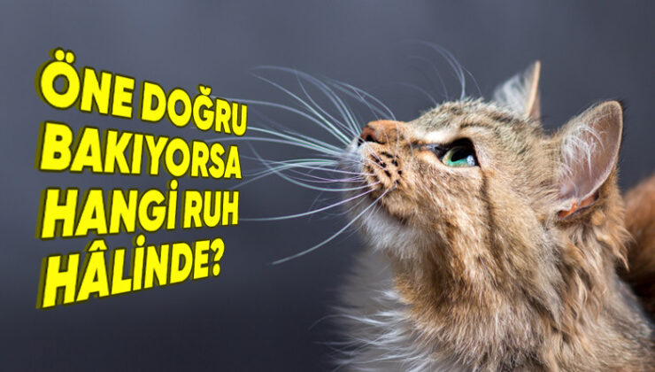 Olağan Bir Özellik Olarak Kabul Etsek de Kedilerin Bıyıklarının Olmasının Farklı Fonksiyonları Var! (Ruh Hâllerini Bile Yansıtıyor)