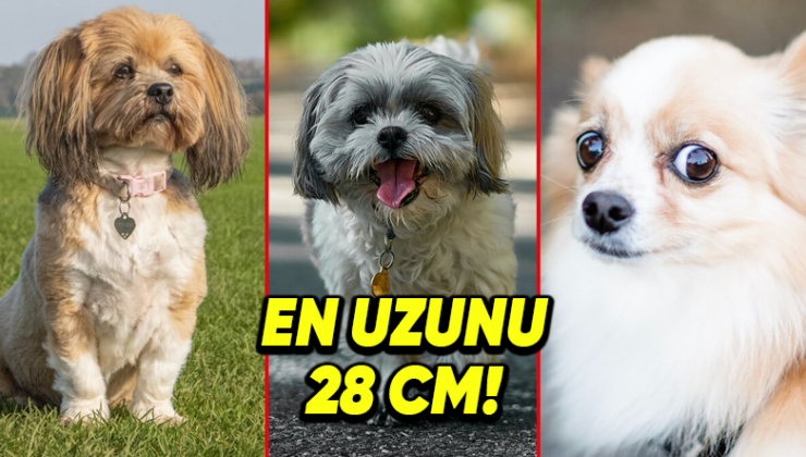Şirin Oldukları Kadar İnatçılıklarıyla da Dikkati Çeken Dünyanın En Küçük 5 Köpek Irkı