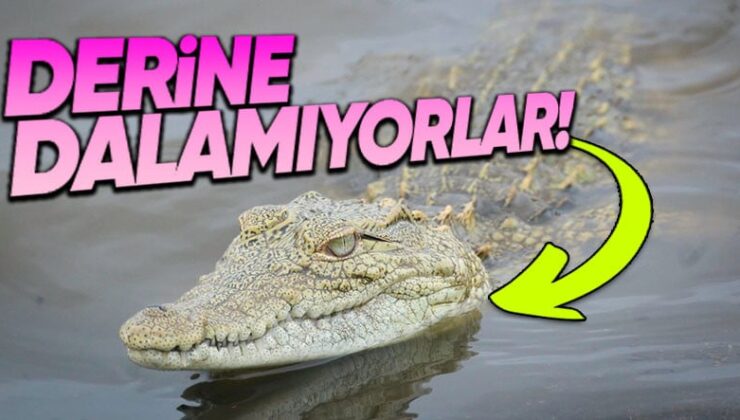 Timsahlar Suda Yaşamalarına Karşın Neden Su Üstünde Dolaşıp Fazla Derine Dalamıyorlar?