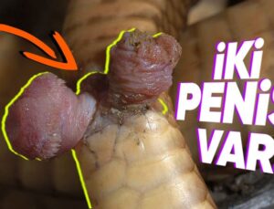 Yılanların İki Tane Penise Sahip Olmalarının “Vay be!” Dedirten Sebepleri