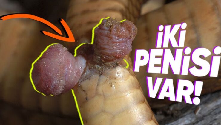 Yılanların İki Tane Penise Sahip Olmalarının “Vay be!” Dedirten Sebepleri