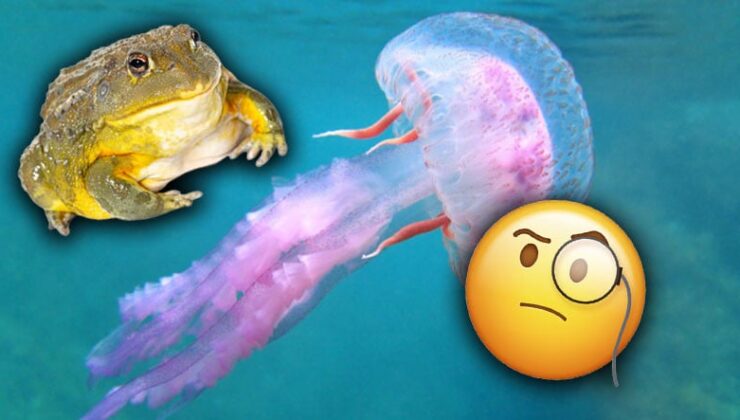 Bizim İçin Vazgeçilmez Olan Uykunun O Kadar da Elzem Olmadığı 5 Hayvan (Farklı Formda Dinleniyorlar)