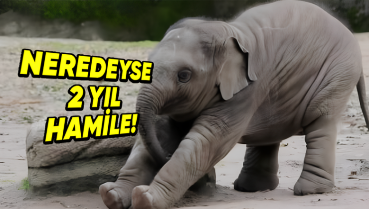 En Uzun Gebelik Mühletine Sahip 5 Hayvan: Bir Tanesininki Neredeyse 2 Yıl Sürüyor!