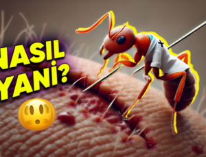 Eski Çağlarda Beşerler Yaralarını Tedavi Etmek İçin Nasıl Karıncalara Dikiş Attırıyordu? (Şaka Değil Gerçek!)