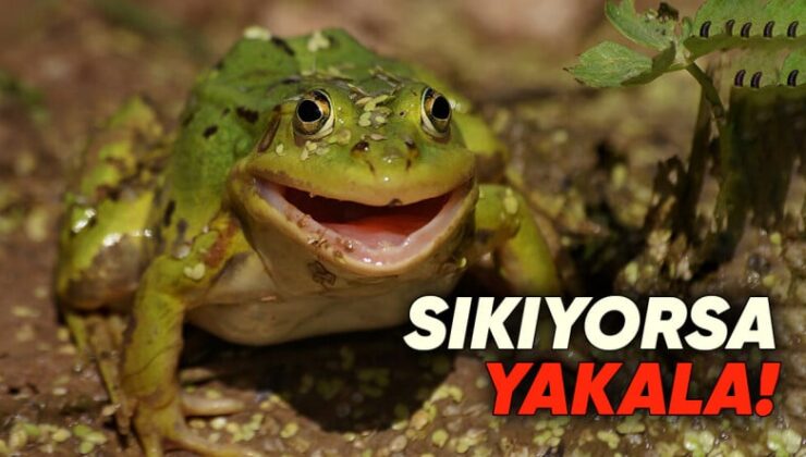 Kurbağalar Avcılardan Kaçmak Nasıl Yapış Yapış Bir Metot Kullanıyor? Sıçramak Tek Tahlil Değil!