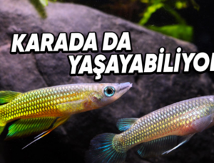 Kuyruklarından Nefes Alabilen ve Karada 15 Saat Hayatta Kalabilen ‘Killifish’lere Dair Tuhaf Ayrıntılar