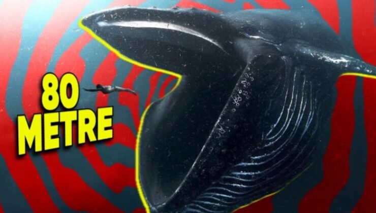 Öbür Deniz Canlılarına Kıyasla Balinalar Neden Bu Kadar Devasa?