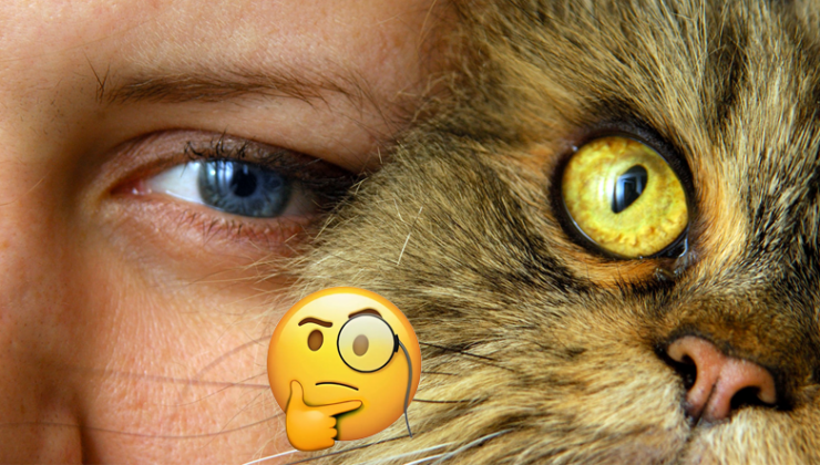 Psikolojiden İnsan Bağlarına: Kedi Sahiplenmek, Bilimsel Açıdan Hangi Avantajları Beraberinde Getiriyor?