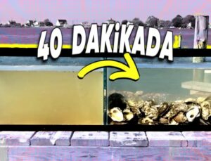 Tabiatın Mühendislik Olağanüstüsü İstiridyeler, Suyu Nasıl Filtreliyor? Günde 50 Litre Arıtabiliyorlar!