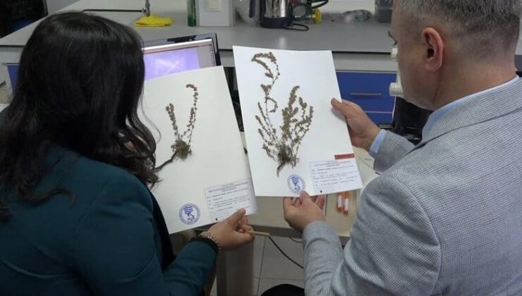 Türkiye’ye Özel Yeni Bir Bitki Tipi Keşfedildi: “Polygonum Uysalii”