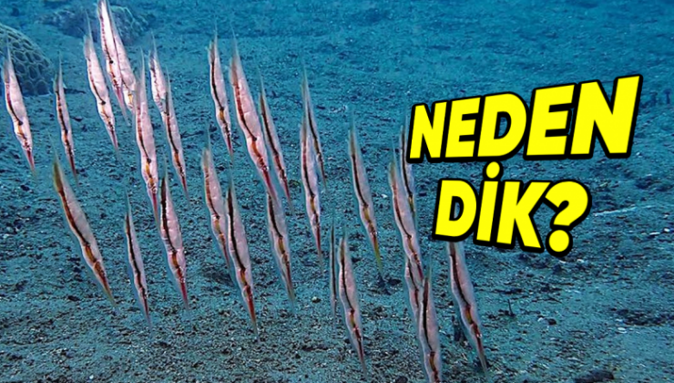 Ustura Balıkları Neden Öbür Balıkların Bilakis ‘Diklemesine’ Yüzerler? Öbür Bir Cins Bu türlü Yüzse Mevt Sebebi!
