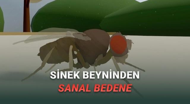 Bilim İnsanları Birinci Sefer “Tam Beyin Simülasyonu” ile Davranış Üreten Sanal Bir Canlı Yarattı [Video]