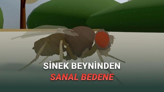 Bilim İnsanları Birinci Sefer “Tam Beyin Simülasyonu” ile Davranış Üreten Sanal Bir Canlı Yarattı [Video]