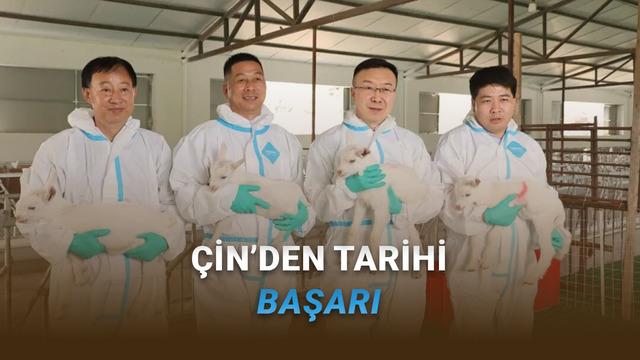 Çin’den Hayvancılıkta İhtilal: Harika Yüksek Verimli Süt Keçileri Seri Hâlde Klonlandı!