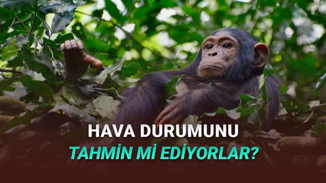 Şempanzelerin Hava Durumunu Evvelden Kestirim Edebildiği Keşfedildi