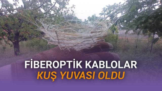 Ukrayna’da Tabiat Savaşa Adapte Oldu: Kuşlar Fiberoptik Kablolardan Yuva Yapmaya Başladı